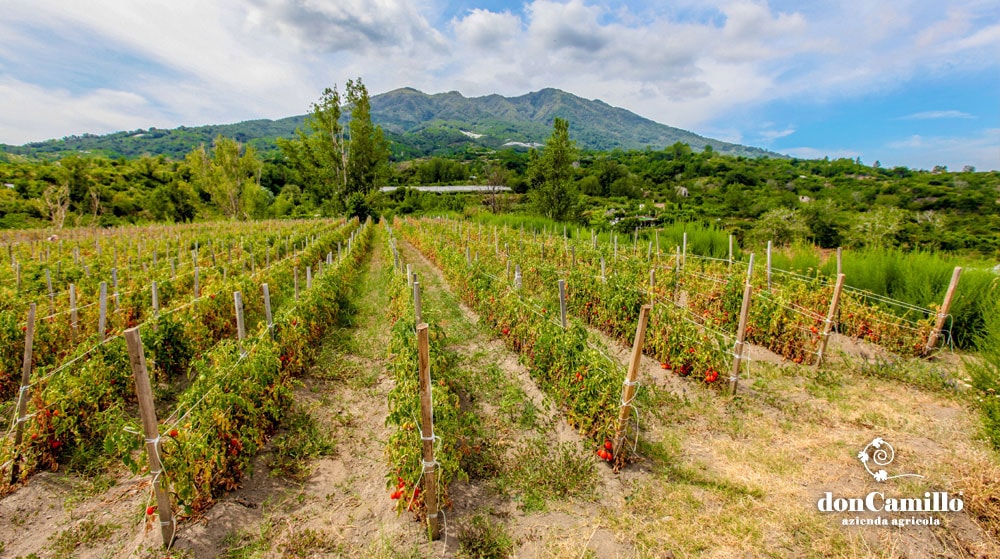 Azienda Agricola Don Camillo