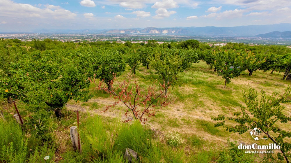 Azienda Agricola Don Camillo