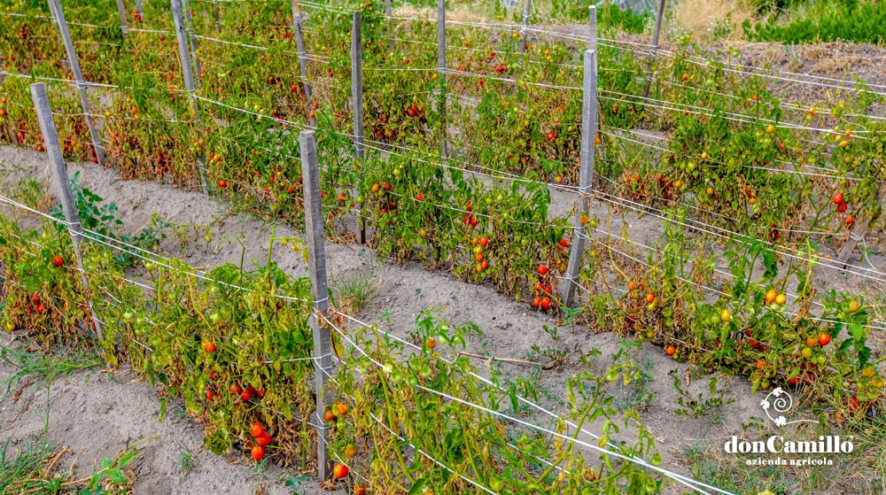 Azienda Agricola Don Camillo