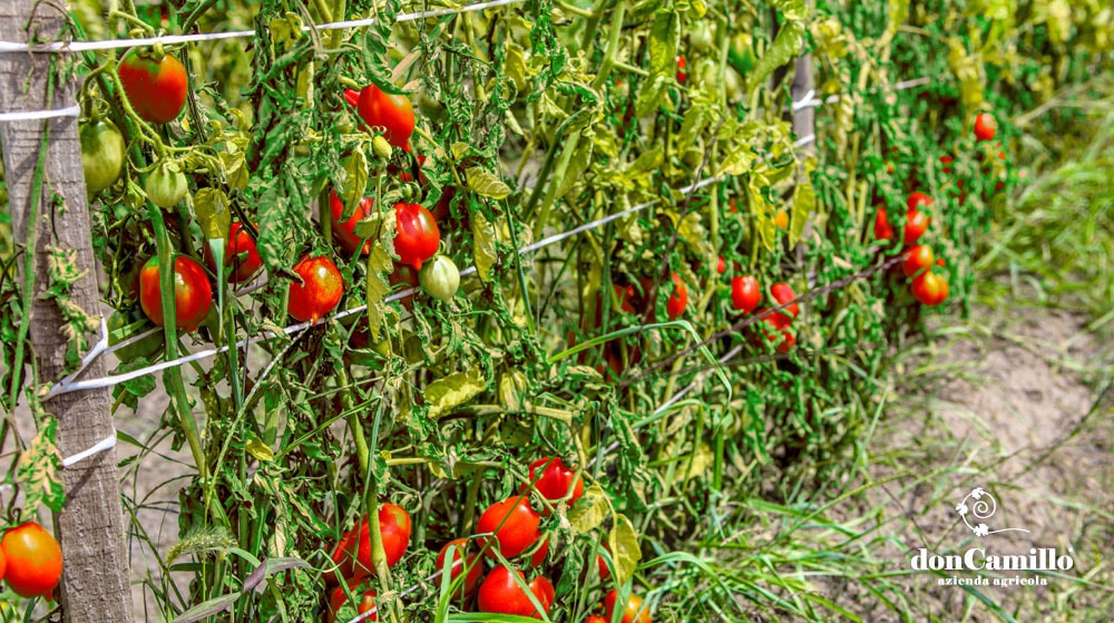 Azienda Agricola Don Camillo