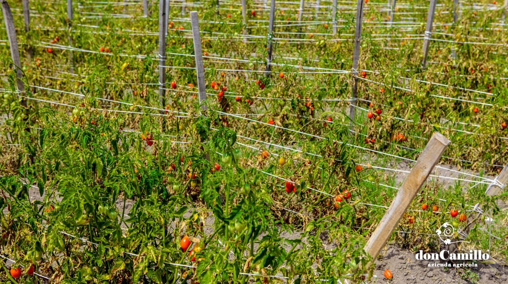 Azienda Agricola Don Camillo